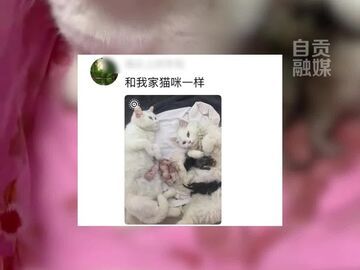 关于我的床变成猫妈“育儿基地”这档事