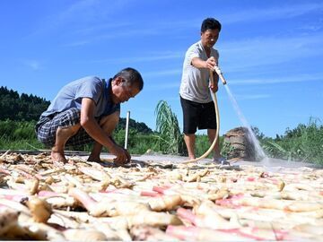 从“单一种植”到“三产协同”——内江市东兴区永福镇产业链上的乡村振兴密码