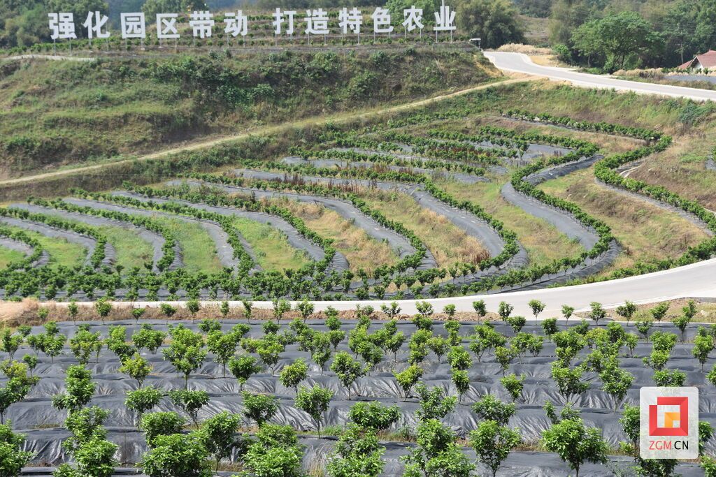 万亩柑橘园