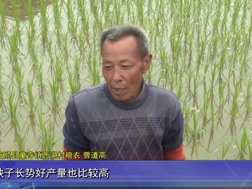自贡新闻｜童寺镇：良种良法推进水稻移栽进度