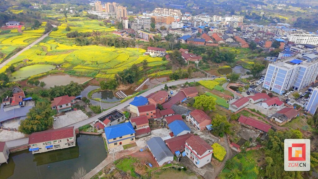 富顺县板桥镇王湾村油菜花盛开 记者罗祥瑞 摄 (2).jpg