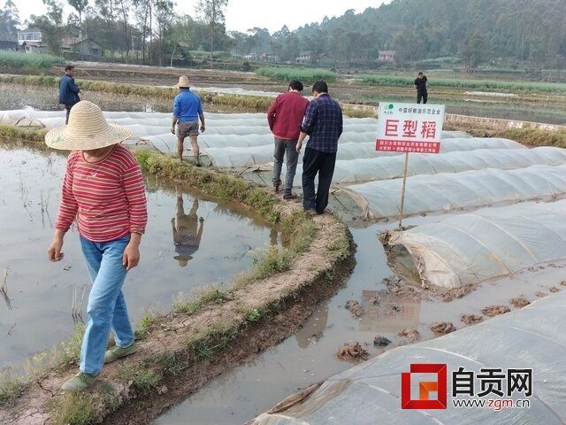 巨型稻播種現(xiàn)場.jpg