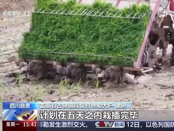 央视《新闻直播间》在希望的田野上 四川自贡 无人驾驶插秧机上岗 移栽全面铺开