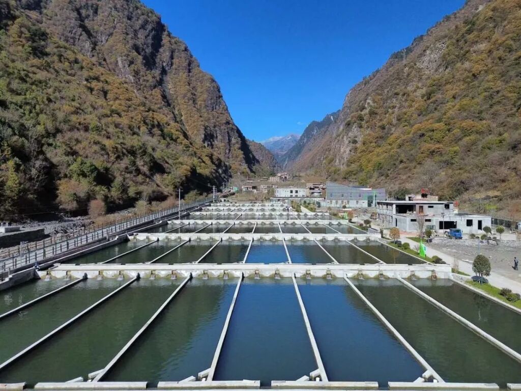 理县甲米村高原冷水鱼基地立足资源优势，高标准打造冷水鱼养殖，培育特色富民产业，以产业发展夯实乡村振兴根基。.jpg