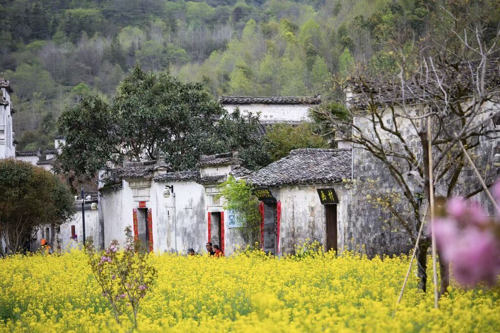 西递花海 黟宣摄.jpg