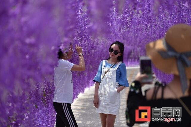 梦幻紫藤花长廊.JPG