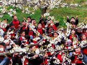 李桥镇：百亩李花作课堂