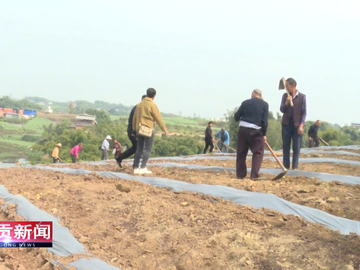 自贡新闻｜覆膜保墒春耕忙 铺就一年好“丰”景