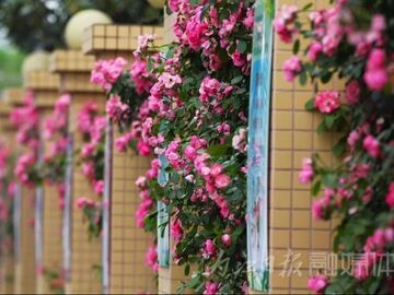 内自同城 | 香香的，内江城区竟“藏”着如此好看的蔷薇“花墙”