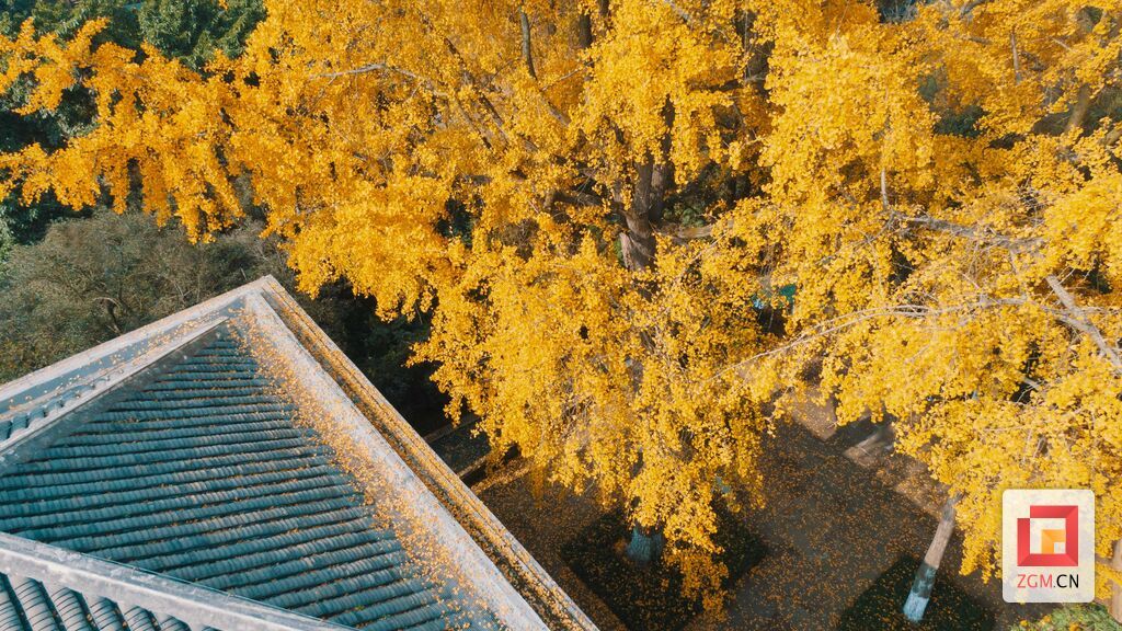 冬日暖陽(yáng)的“羅馬樓”在銀杏的映襯下顯得更加驚艷， (2).jpg