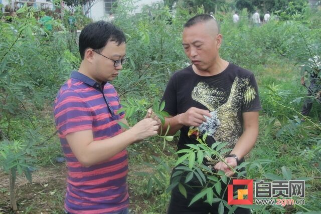 指导花椒种植技术.JPG