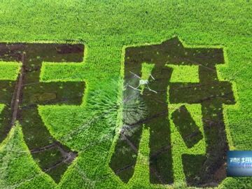 直播盐都｜荣县：赖河坝粮油园区努力夺取粮食高产