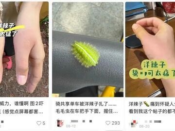 剧痛！近期这种毒虫频现，千万别碰