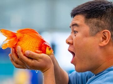 【乡村行·看振兴】自贡“鱼痴”陆洋：不当“鱼贩子” 只想把观赏鱼分享给同道中人