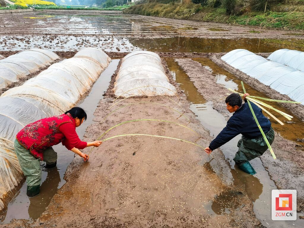 水稻水育秧2.jpg