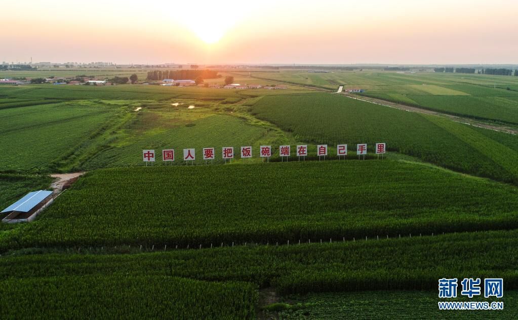 这是2020年7月23日拍摄的吉林省梨树县国家百万亩绿色食品原料（玉米）标准化生产基地核心示范区（无人机照片）。新华社记者 许畅 摄