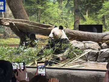 最后一天“打卡上班” 旅日大熊猫将返回中国
