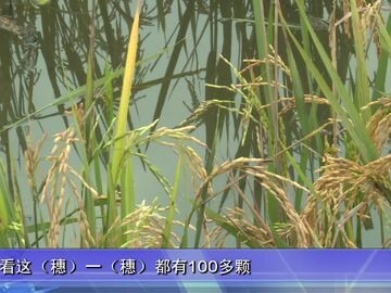 自贡新闻｜一种两收稻浪涌 自贡113万亩再生稻喜获丰收