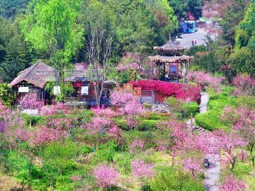 自贡“花”式出圈：六区县十二点位 晕染川南春色