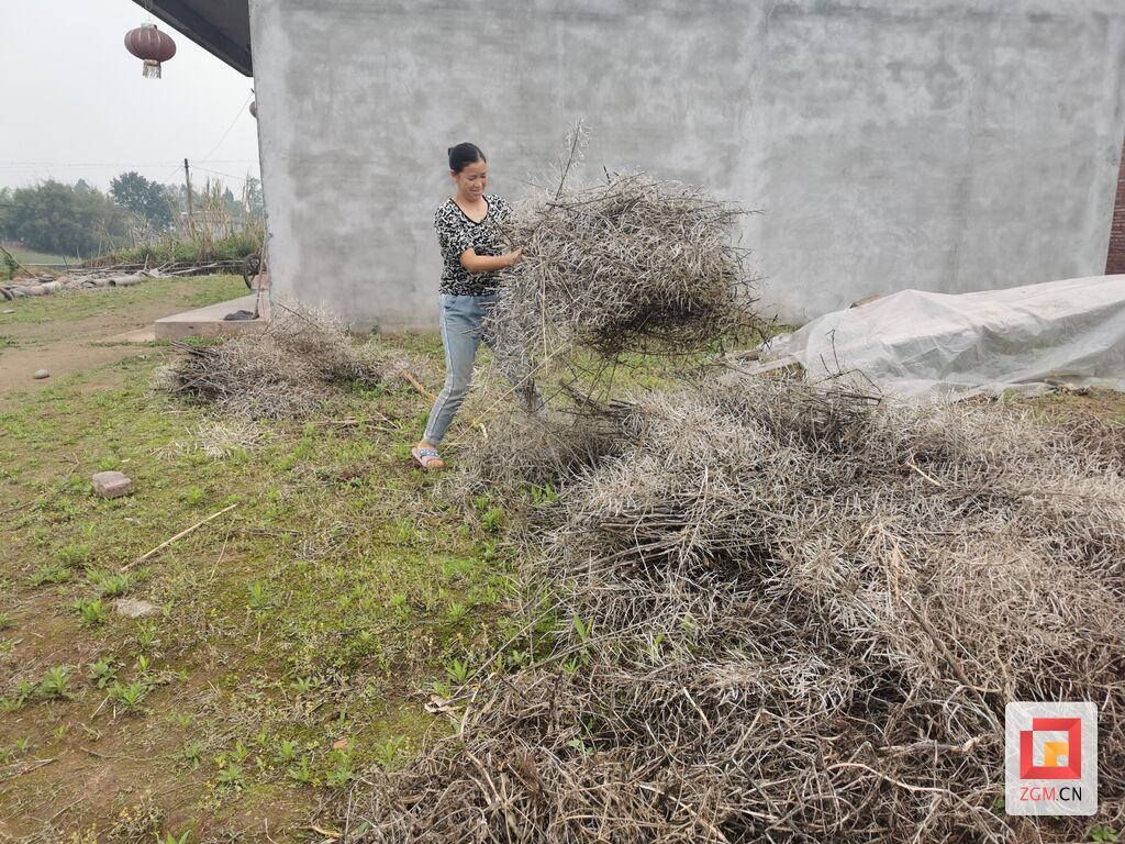 图：黄市镇村民孙东兰将秸秆码放成堆