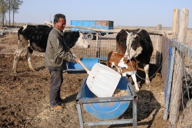 临河区乌兰图克镇前进村脱贫户袁跃平正在喂牛。新华社记者李云平摄