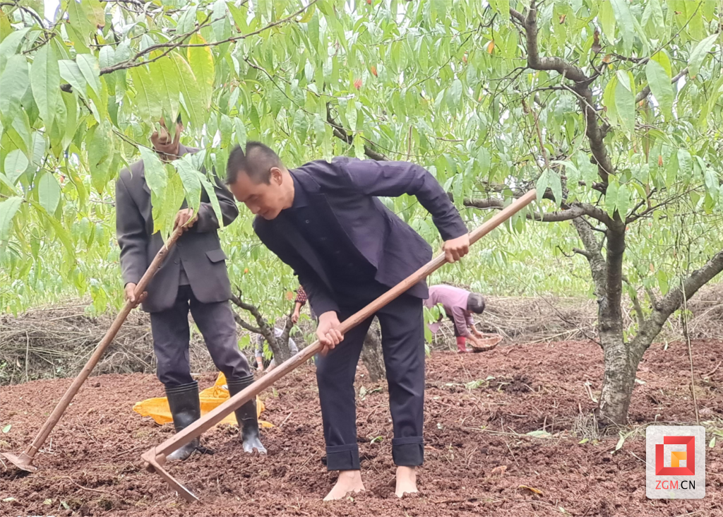 李華友為桃樹(shù)除草.png