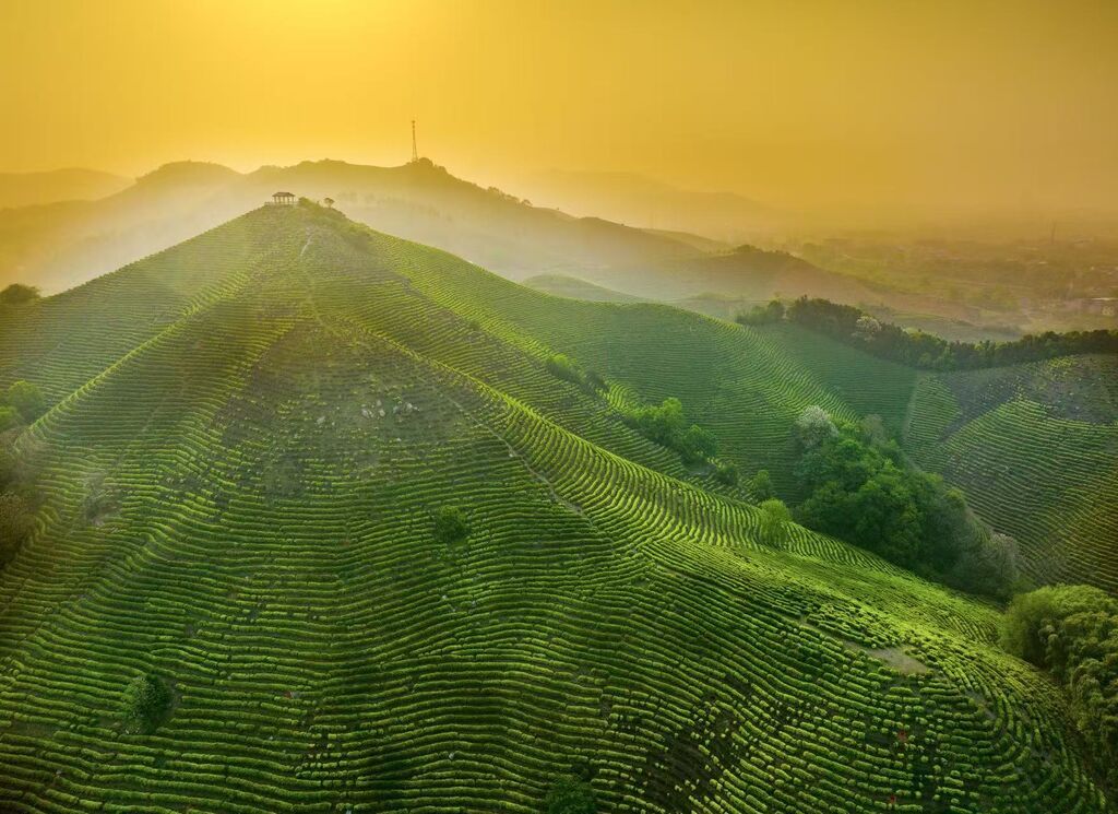晨光薄雾茶园绿（凡庄）.jpg