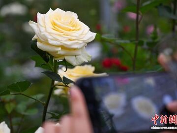 “文秀”月季正式命名 黄文秀家属赴滇迎芳归