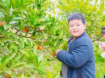 【新春走基层】贡井区建设镇第七届白庙血橙采摘季热闹启幕