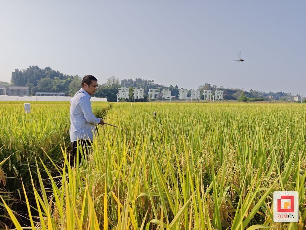 践行“藏粮于地、藏粮于技”。 记者 曾鹏程摄.jpg
