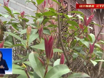 自贡新闻｜沿滩区：守古建之魂 传盐都之韵