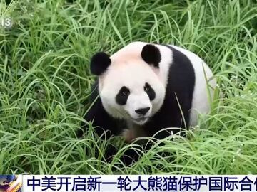 “平平”“福双”将赴美 中美开启新一轮大熊猫保护国际合作