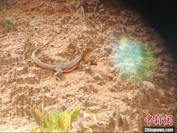 国家二级保护动物蜡皮蜥再现广西野外