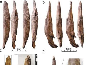 30万年前的木器揭秘远古盘中餐