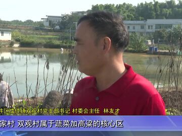 自贡新闻｜万亩田垄栽新苗 成佳大头菜种下丰收新期待