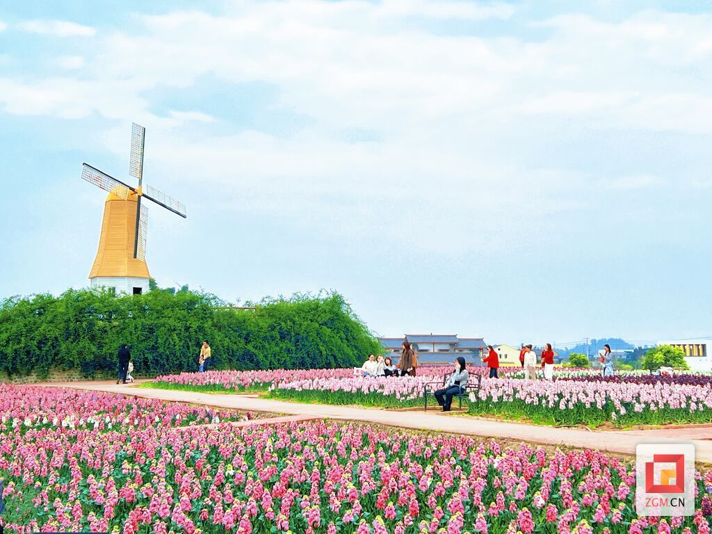 风车花田相映成趣 记者 宋姿熠 摄.jpg