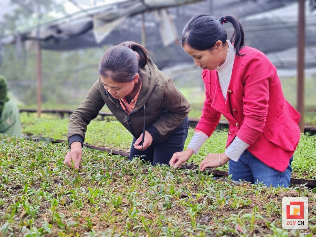 为石斛苗床除草.jpg