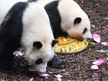 花花、和叶5岁啦！成都“顶流”姐妹花今天过生日