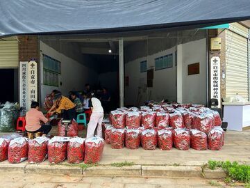 贡井区五宝镇：3000亩小米辣种出红火日子 田间直播闯出增收新路子