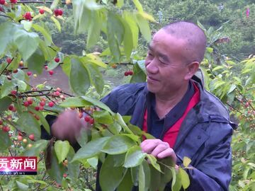 自贡新闻｜红了莲池樱桃 鼓了村民荷包