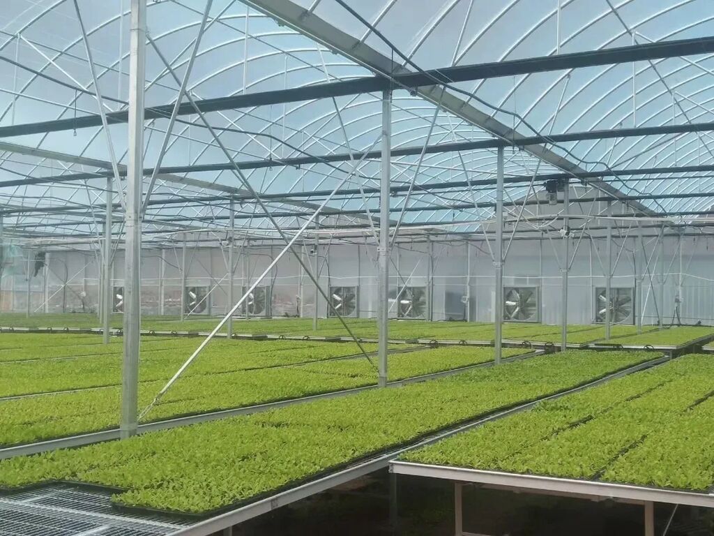 朴头镇梭罗沟育苗中心，年育苗3500万株，缩短种植周期，亩均节约成本800-1000元，推动蔬菜种植“两季变三季，有效增加种植收益。.jpg